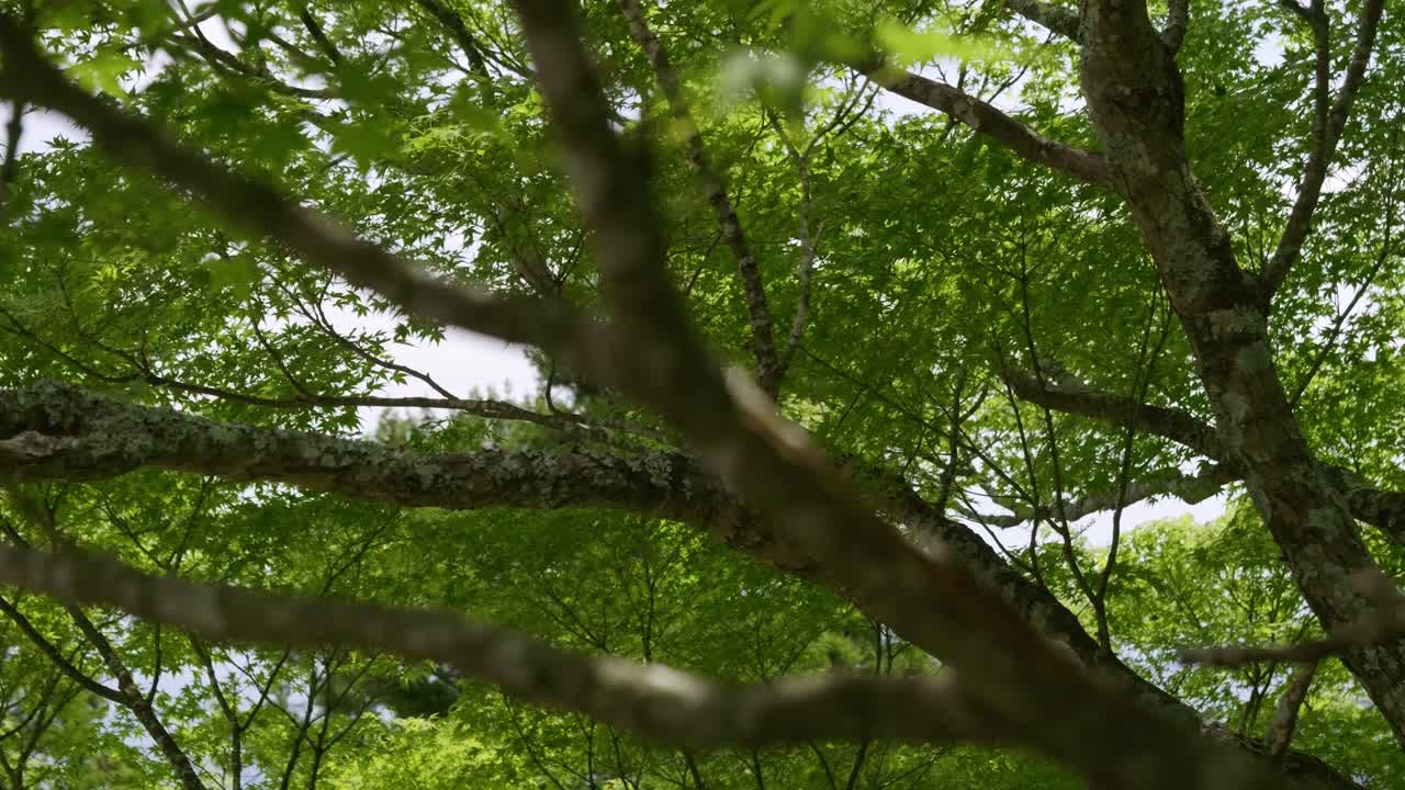 Cinematic slider shot over green lush forest in summer
