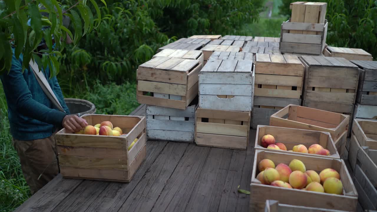 Harvesting Peaches in Wooden Crates