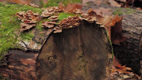 wet firewood piled up in a pile