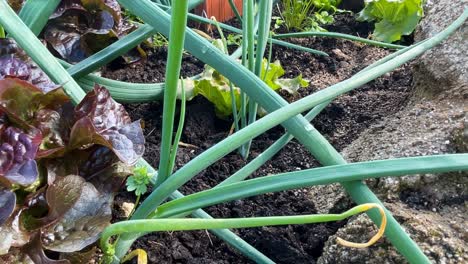 a close-up pan to the right of a spring organic vegetable garden with red oak leaf lettuce, green lettuce, onions, leeks, and clay pots in rich, fertilized soil under warm sunlight.
