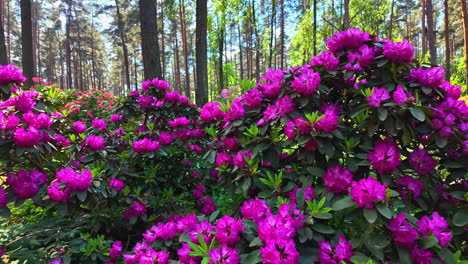 stunning purple rhododendrons in a pine forest