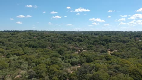 A-push-down-drone-shot-of-trees-in-a-dense-bush-area-captured-under-sunny-conditions