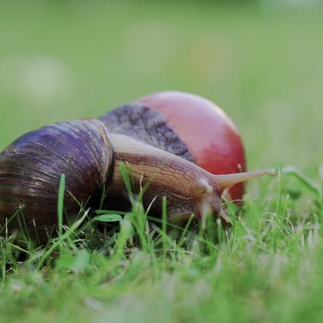 Large snail Achatina fulica crawling in the garden