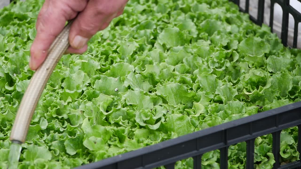 Watering Lettuce Plants in a Tray
