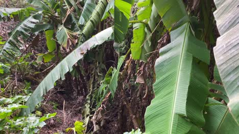 árboles de plátano en la selva tropical