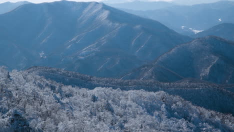 winter snowcapped balwangsan mountain frozen forest in daegwallyeong mountains chain valley in pyeongchang-gun, gangwon-do, south korea - aerial pan