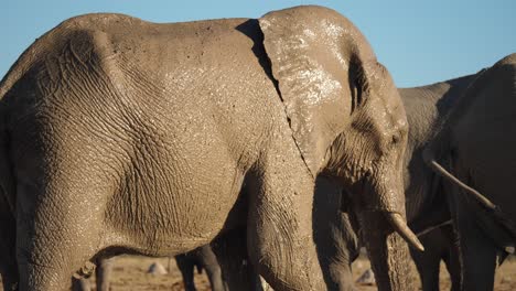pan to african elephant spraying mud water onto itself