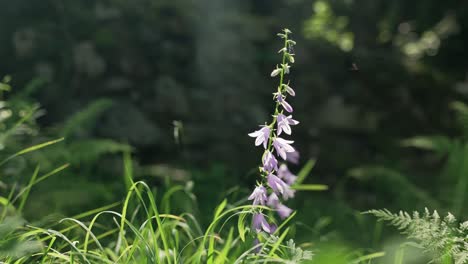 Eine-Glockenblume-Schwingt-Im-Wind,-Wenn-Kleine-Insekten-Darauf-Landen,-Hohes-Gras-Hautnah