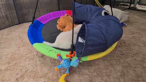 cachorro de golden retriever siendo juguetón en una hamaca redonda balanceándose de un lado a otro