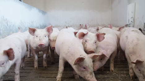 Piglets-are-moving-towards-the-camera-in-the-farm-cote