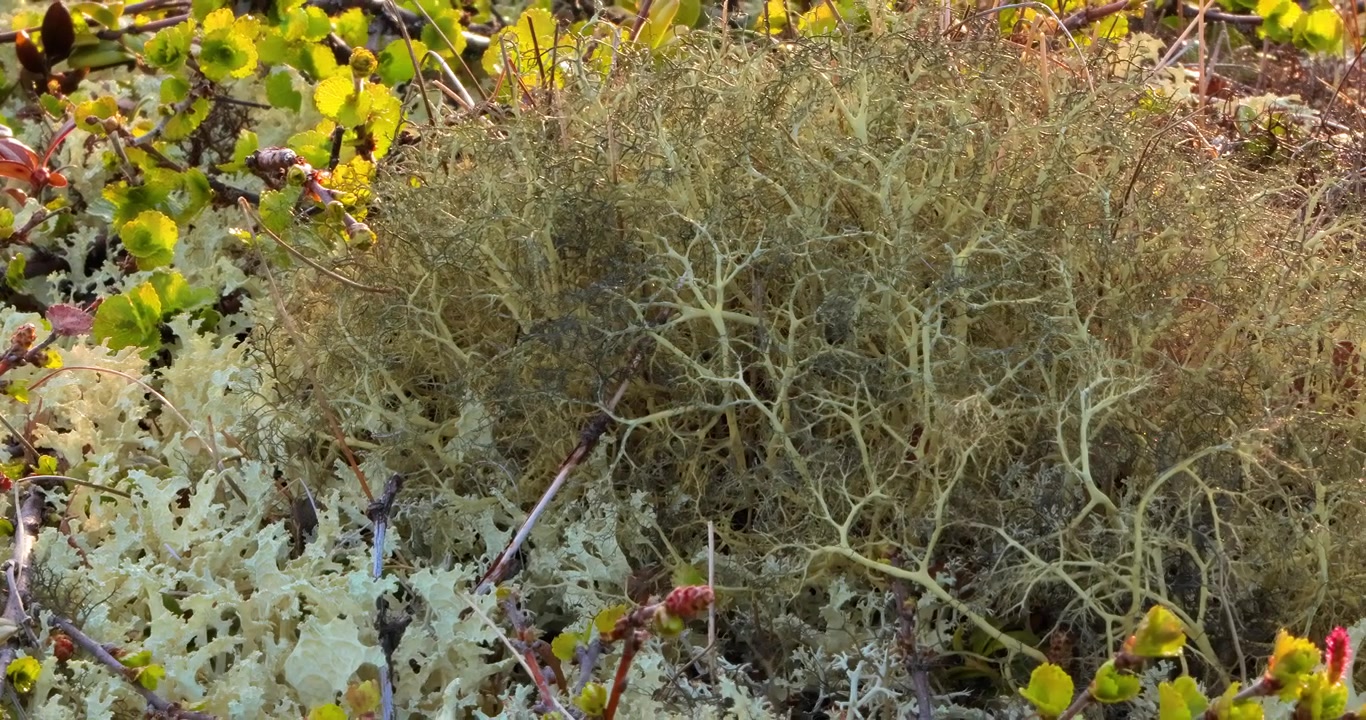 Primo piano di lichene muschio artico della tundra. Trovato principalmente nelle aree della tundra artica e della tundra alpina, è estremamente resistente al freddo. Cladonia rangiferina, conosciuta anche come lichene delle renne