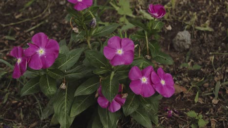 flores violetas en el suelo 4k