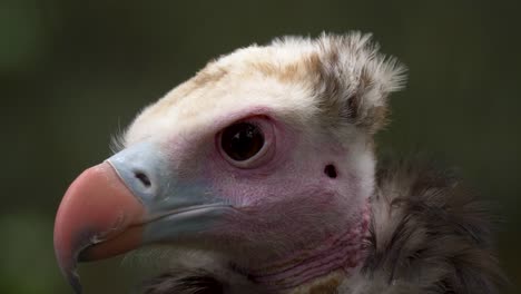 close up of a white-headed vulture looking around