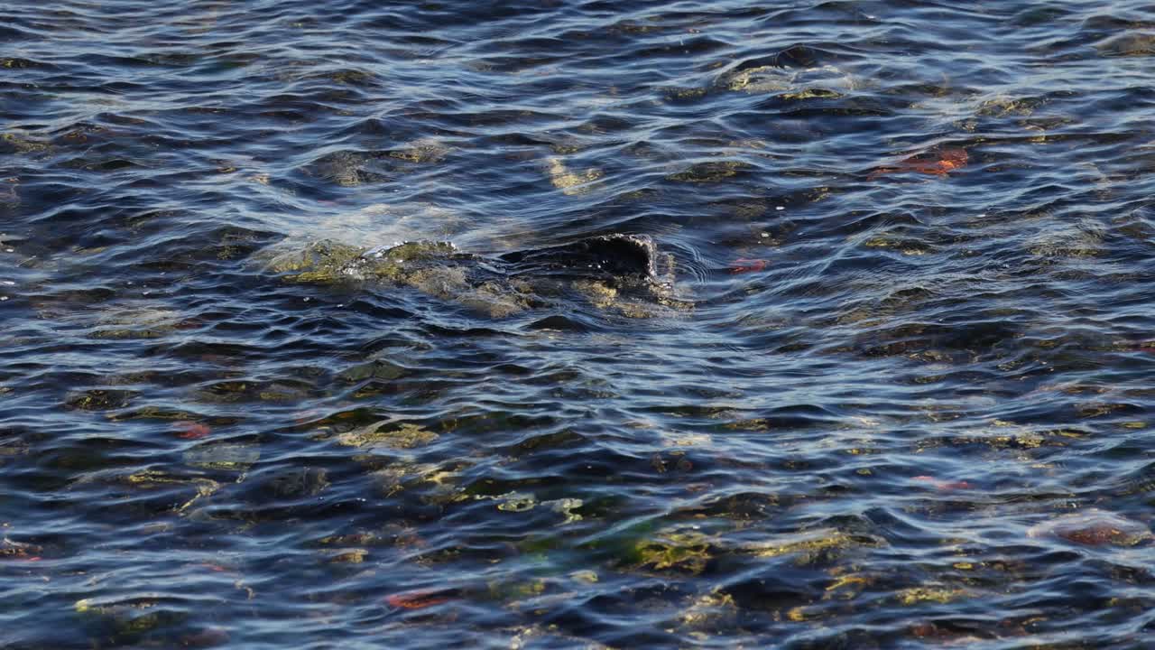 개가 바다에서 수영하고 놀고 있다