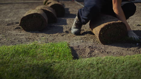 a team of workers lays a rolled lawn in the yard of the house