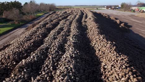 aerial view of pile of sugar beet harvest in the farm - drone shot