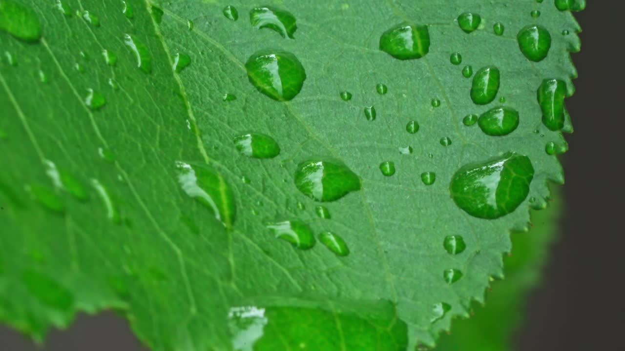 Gotas de agua se acumulan en una hoja verde tras la lluvia en el jardín