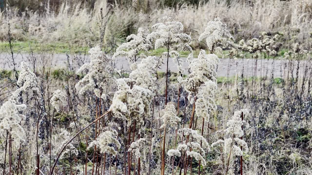 Flora brinata: Primo piano di perenni appassite in un paesaggio invernale