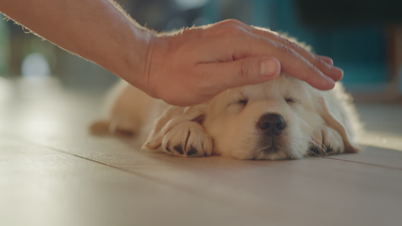한 남자가 태양 아래 바닥에서 잠을 자고 있는 사랑하는 강아지를 만지고 있다