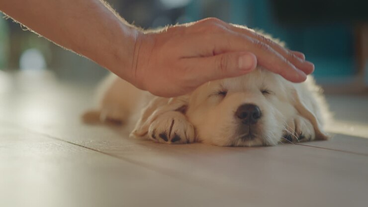 ein mann streichelt seinen geliebten welpen, der in der sonne auf dem boden schläft