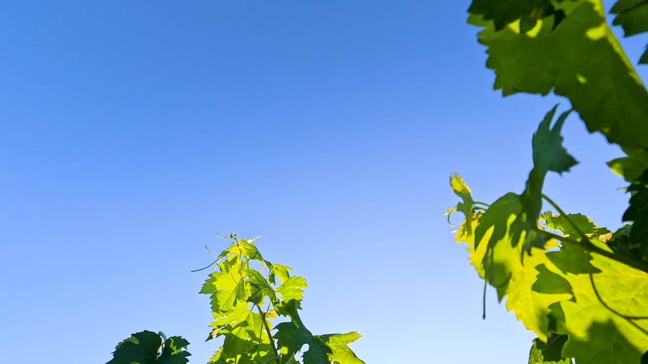hojas de vid verdes moviéndose contra un cielo azul claro