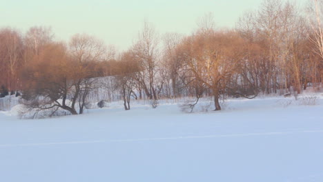 Schneefelder.-Winterlandschaft.-Sonnenlicht-Auf-Winterbäumen.-Winter-Wunderland