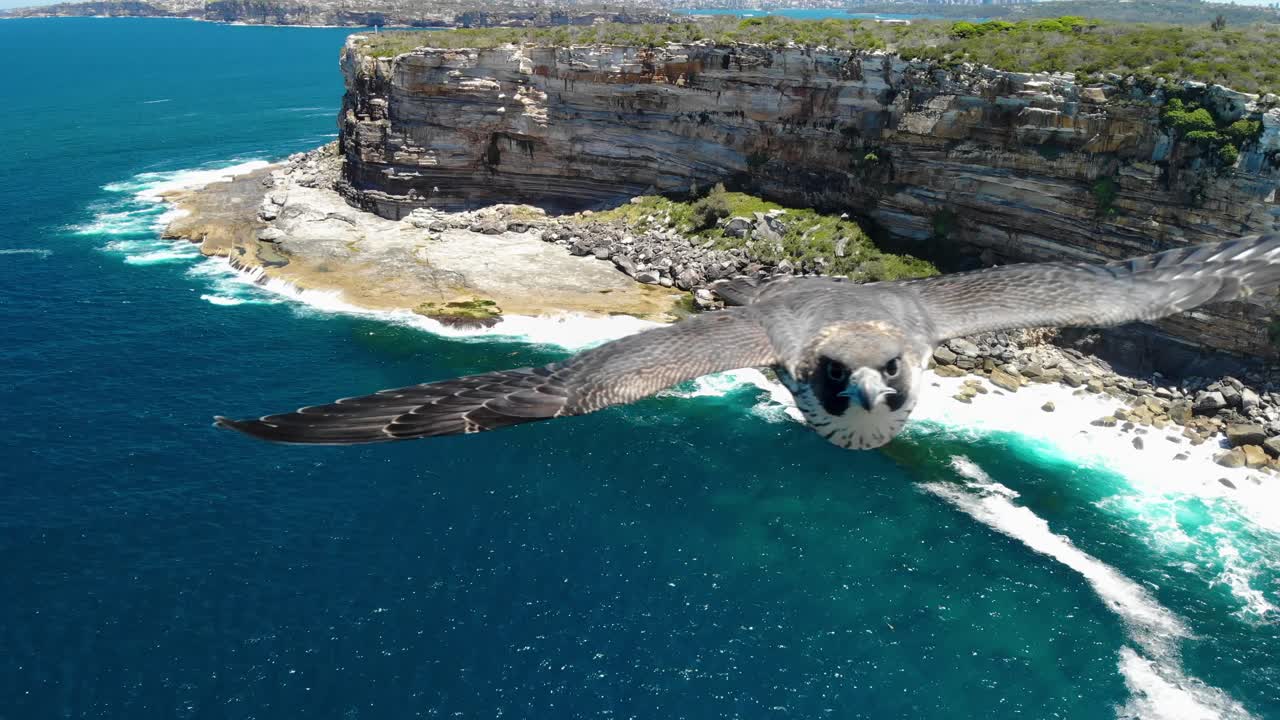 Thrilling aerial footage of peregrine falcons chasing a drone at high speed, swooping, diving, and coming dangerously close to the camera in an epic display of agility and precision.
