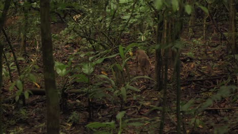 assistindo veados cheirar o chão na floresta