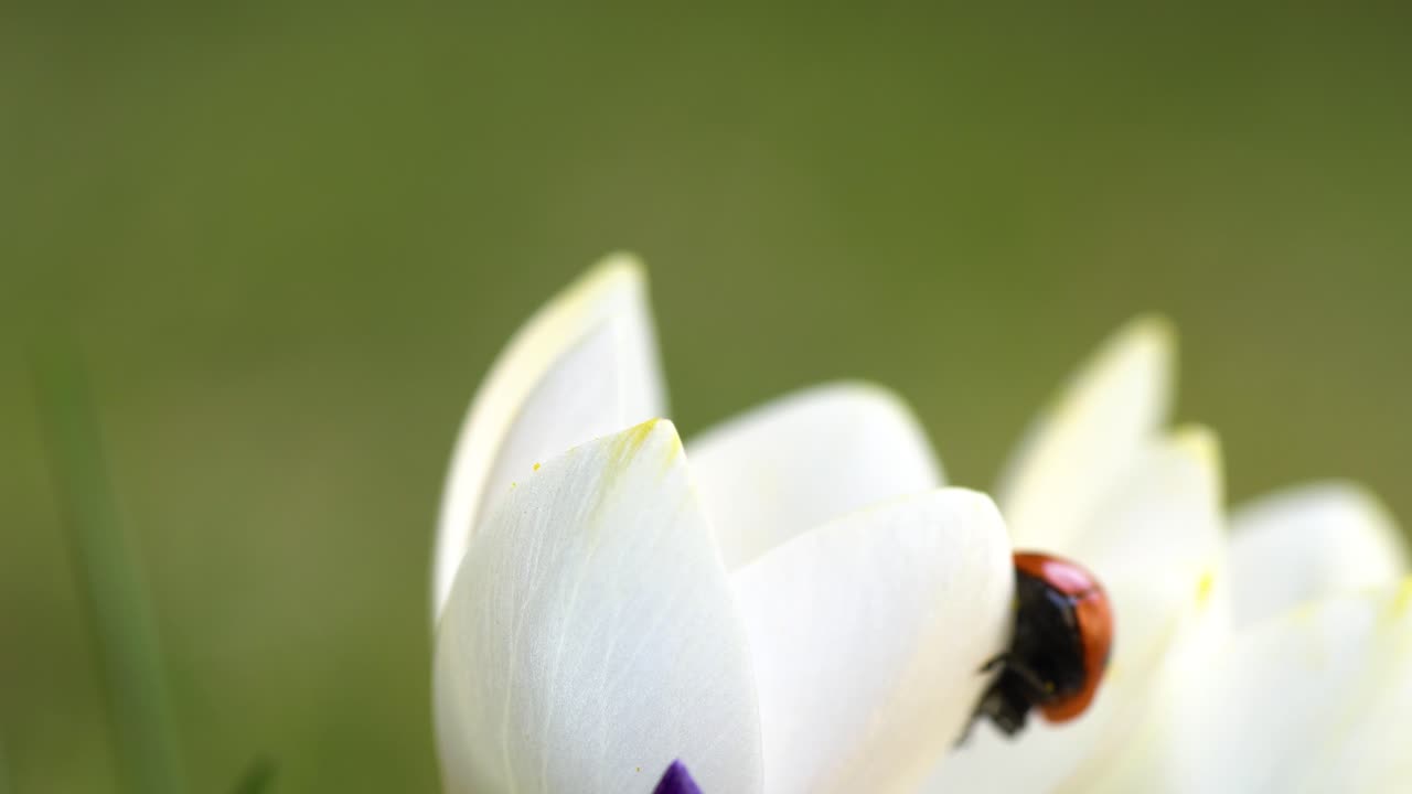 azafranes violetas y blancos con una mariquita de siete puntos caminando sobre pétalos y escondiéndose