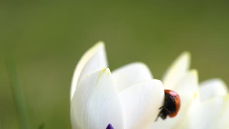 Azafranes-Violetas-Y-Blancos-Con-Una-Mariquita-De-Siete-Puntos-Caminando-Sobre-Pétalos-Y-Escondiéndose