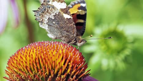 Extreme-Nahaufnahme-Makroaufnahme-Eines-Orangefarbenen-Kleinen-Schildpattschmetterlings,-Der-Auf-Lila-Sonnenhut-Sitzt-Und-Nektar-Sammelt