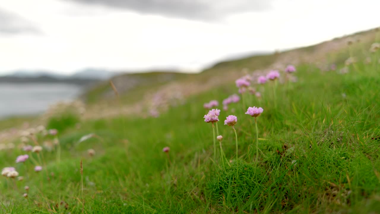 снимок с близкого расстояния небольшой куртины розового цветущего морского чертополоха, слегка покачивающегося на ветру