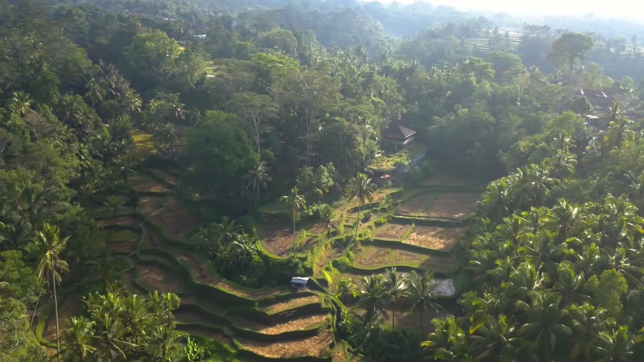 Vista dall'alto delle risaie nelle terrazze di riso di Tegallalang a Ubud, Bali all'alba.