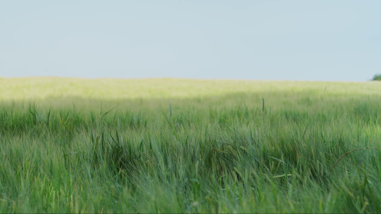 campo de cereales con tallos de cereales verdes y el rocío de la mañana gran campo cielo azul