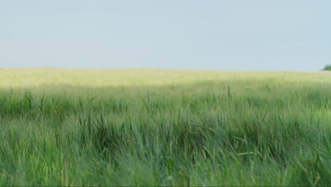 Getreidefeld-Mit-Grünen-Getreidehalmen-Und-Morgentau,-Großes-Feld,-Blauer-Himmel