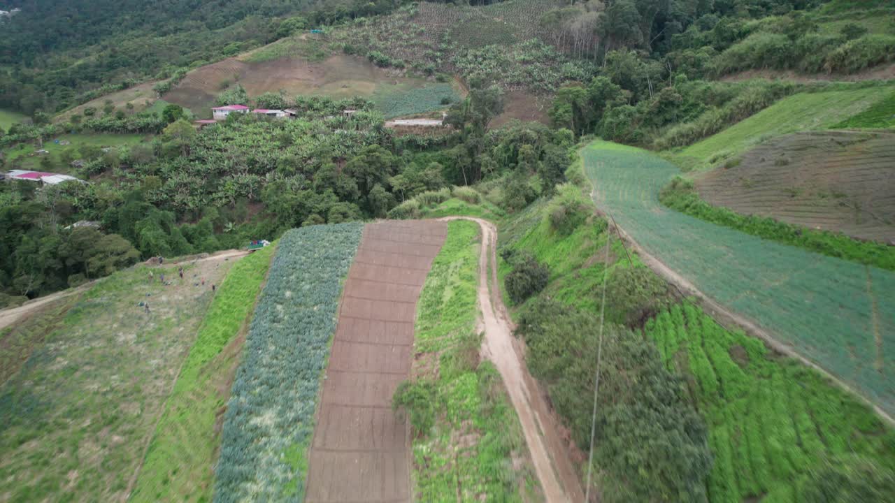 Vegetable fields in tibron, venezuela, with lush greenery and crops, aerial view