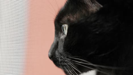 a black cat's face seen from the side - close up