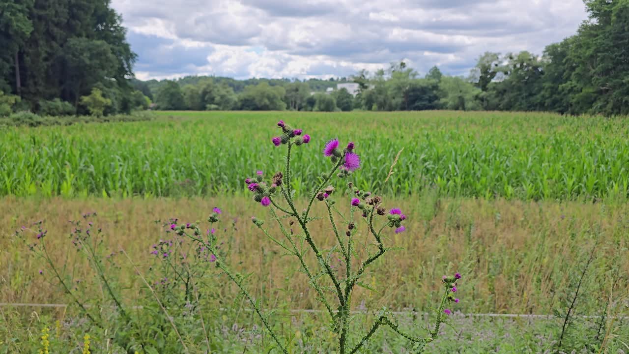 Field thistle (Cirsium arvense) blowing gently in the wind – natural meadow scene