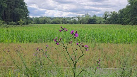 field thistle (cirsium arvense) blowing gently in the wind – natural meadow scene