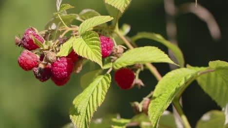 ripe raspberries hanging from their branch