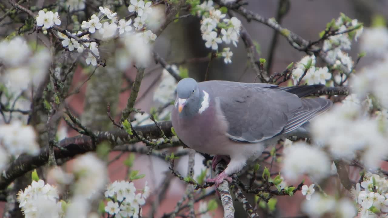 Un Colombaccio, Columba palumbus, che si nutre di foglie appena aperte su un albero da frutto all'inizio della primavera. Regno Unito.