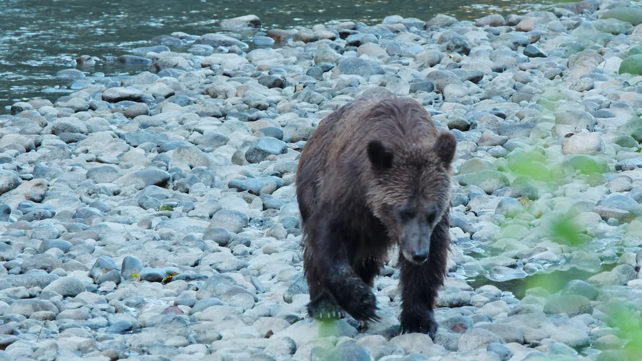 젖은 그리즐리 베어는 부드러운 강에서 상류로 걸어갑니다.