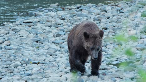 wet grizzly bear walks upstream on smooth river