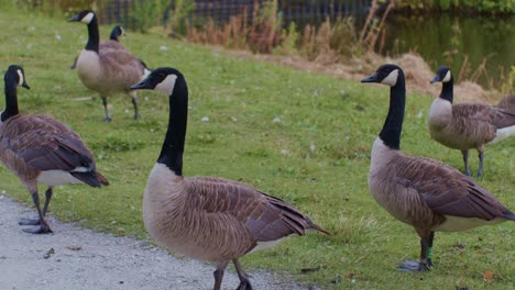 Canadian-geese-birds-animals-in-natural-environment-in-the-park-,-wildlife-scene-episode