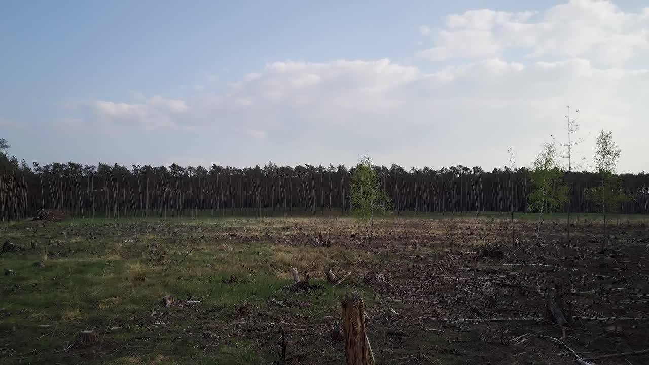 tomas de drones del bosque de pinos