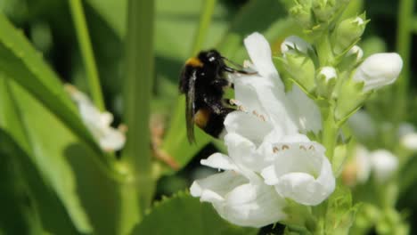 a close-up macro shot of a bumblebee gathering nectar from white clethraceae flowers