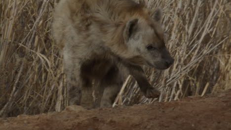 close up elderly hyena foraging in the wild