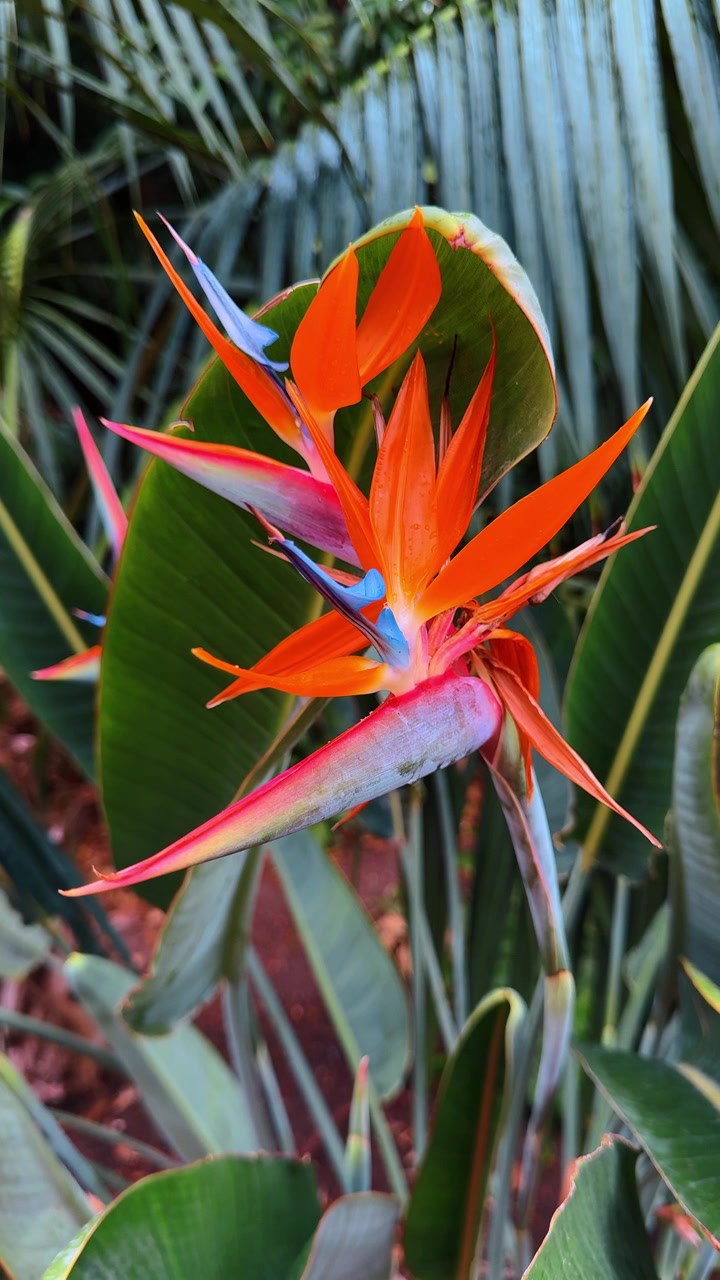 Fiori di strelitzia che sbocciano in un giardino tropicale. Molteplici fiori di Strelitzia reginae con petali arancioni e blu vivaci tra fitte foglie di palma verdi