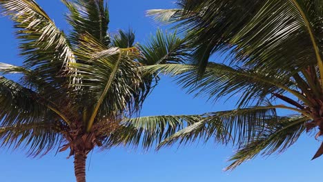 Coconut Palms blowing in the wind at Impressive Resort and Spa in Punta Cana, Domican Republic