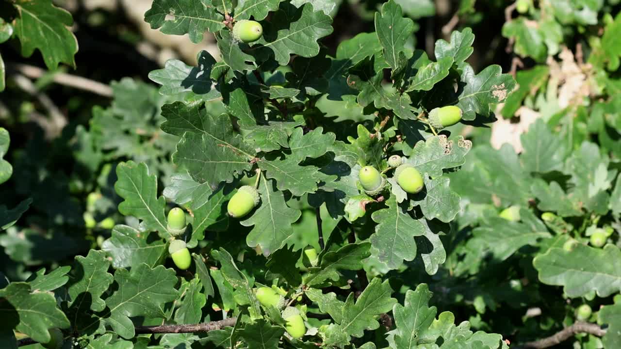 Acorns growing on an Oak tree in late Summer. Highgate Common. UK